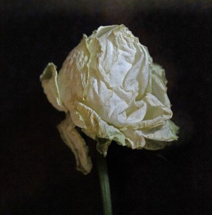 White Rose