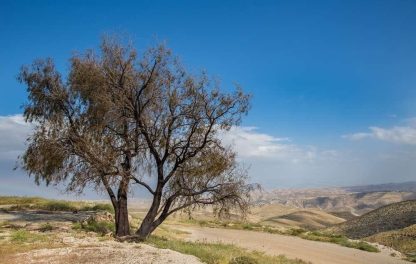 Judaean Desert - Photograph 011